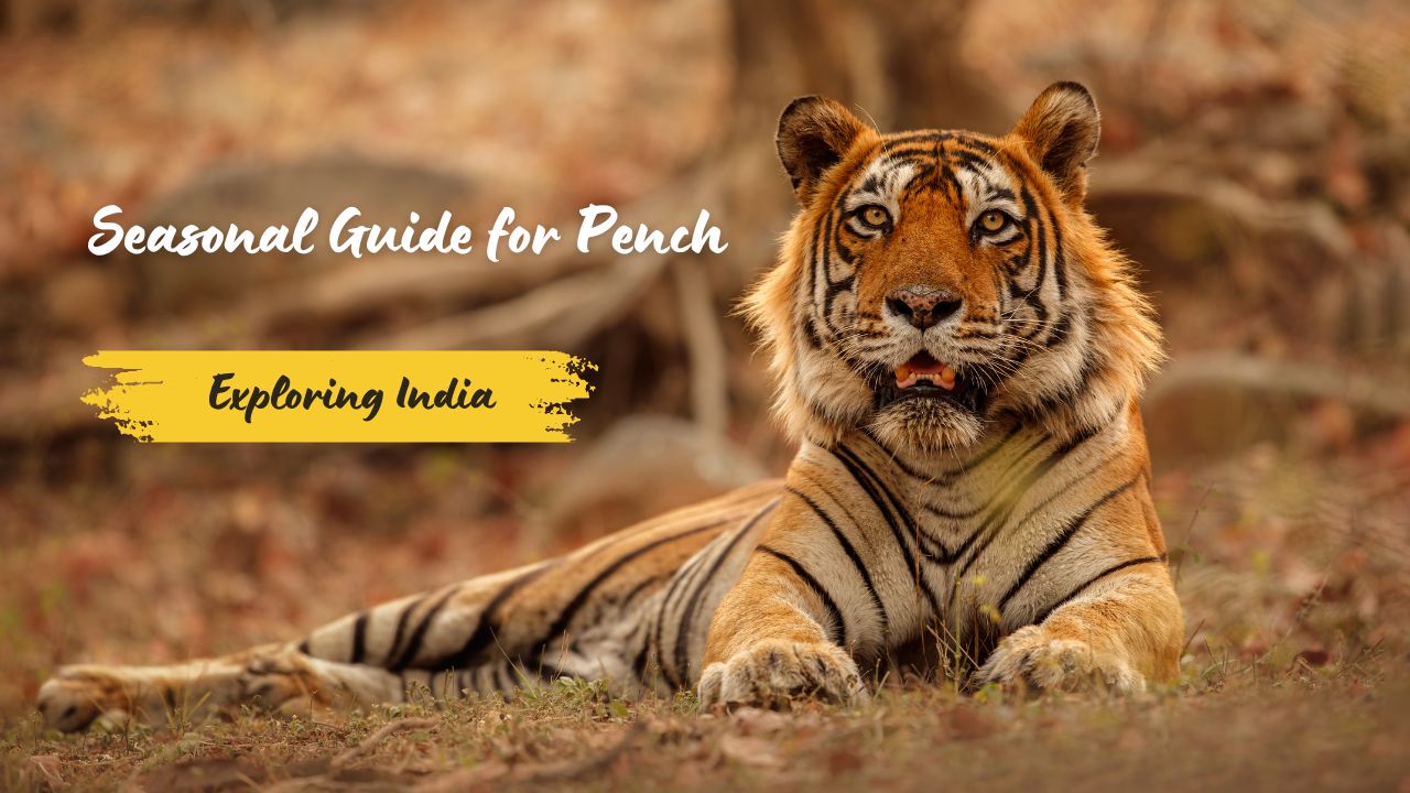 Best Time for Pench Tiger Safari