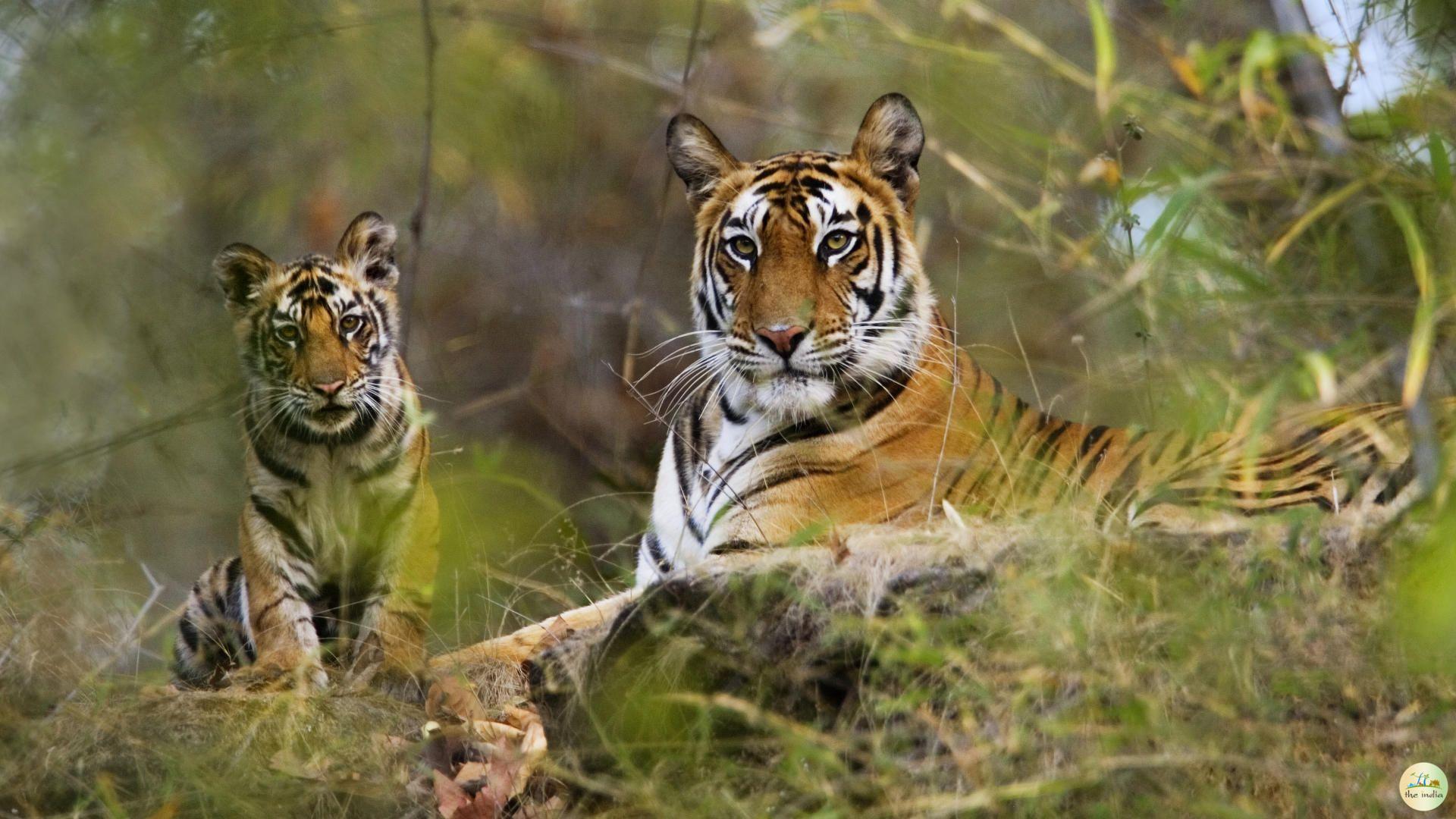 Pench Tiger Reserve