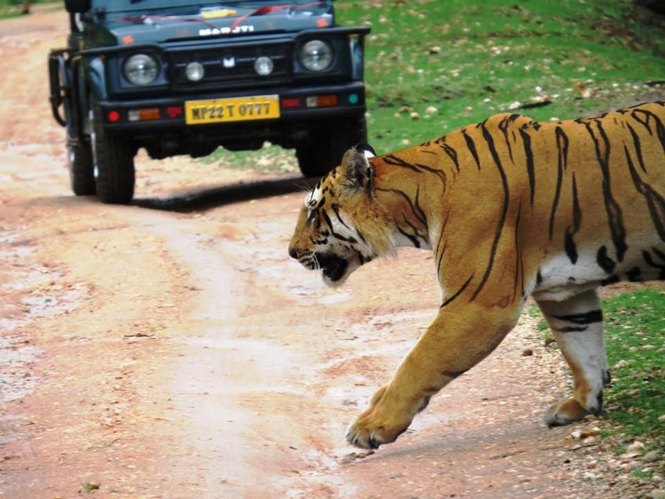Pench jungle safari