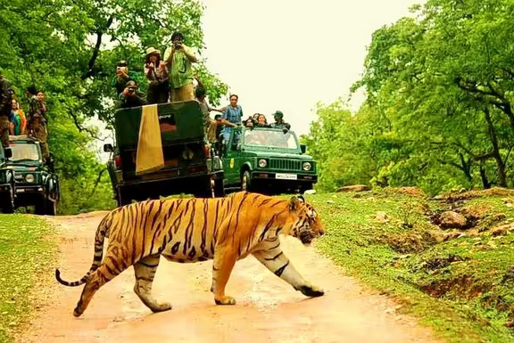 Pench National Park safari booking