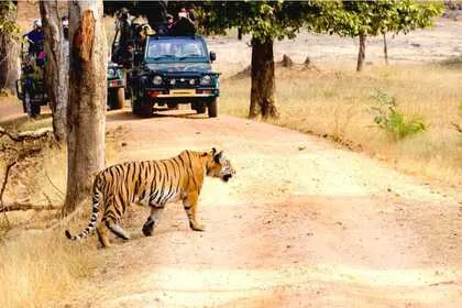  pench jungle safari booking